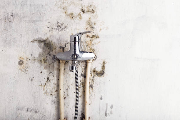 Best Mold Testing  in Cactus, TX