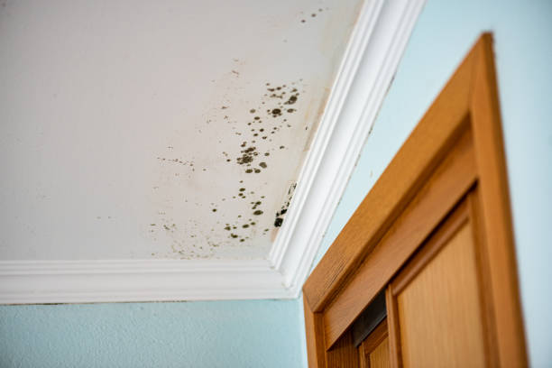Best Toxic Mold Removal  in Cactus, TX