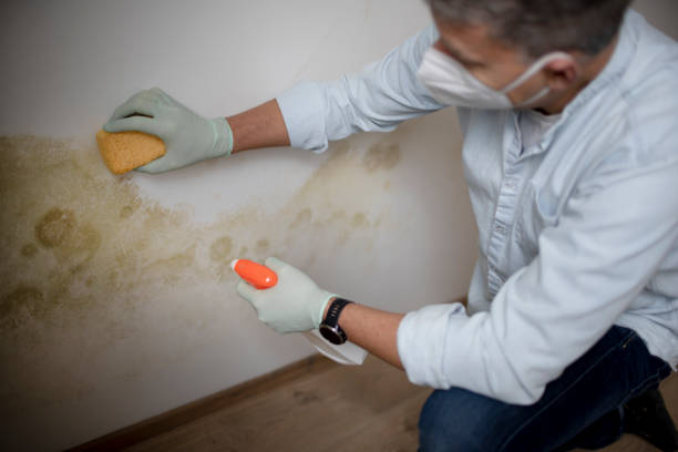 Professional Mold Removal in Cactus, TX