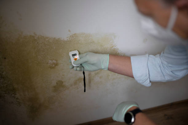 Best Mold Removal Company Near Me  in Cactus, TX