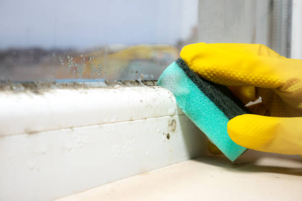 Best Mold Testing  in Cactus, TX