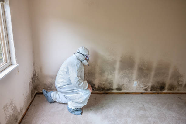 Best Affordable Mold Removal  in Cactus, TX