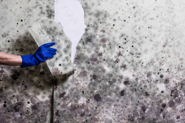 Best Professional Mold Removal  in Cactus, TX