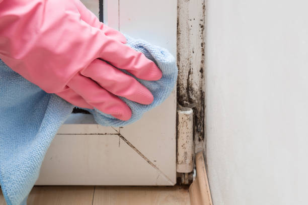 Best Mold Testing  in Cactus, TX